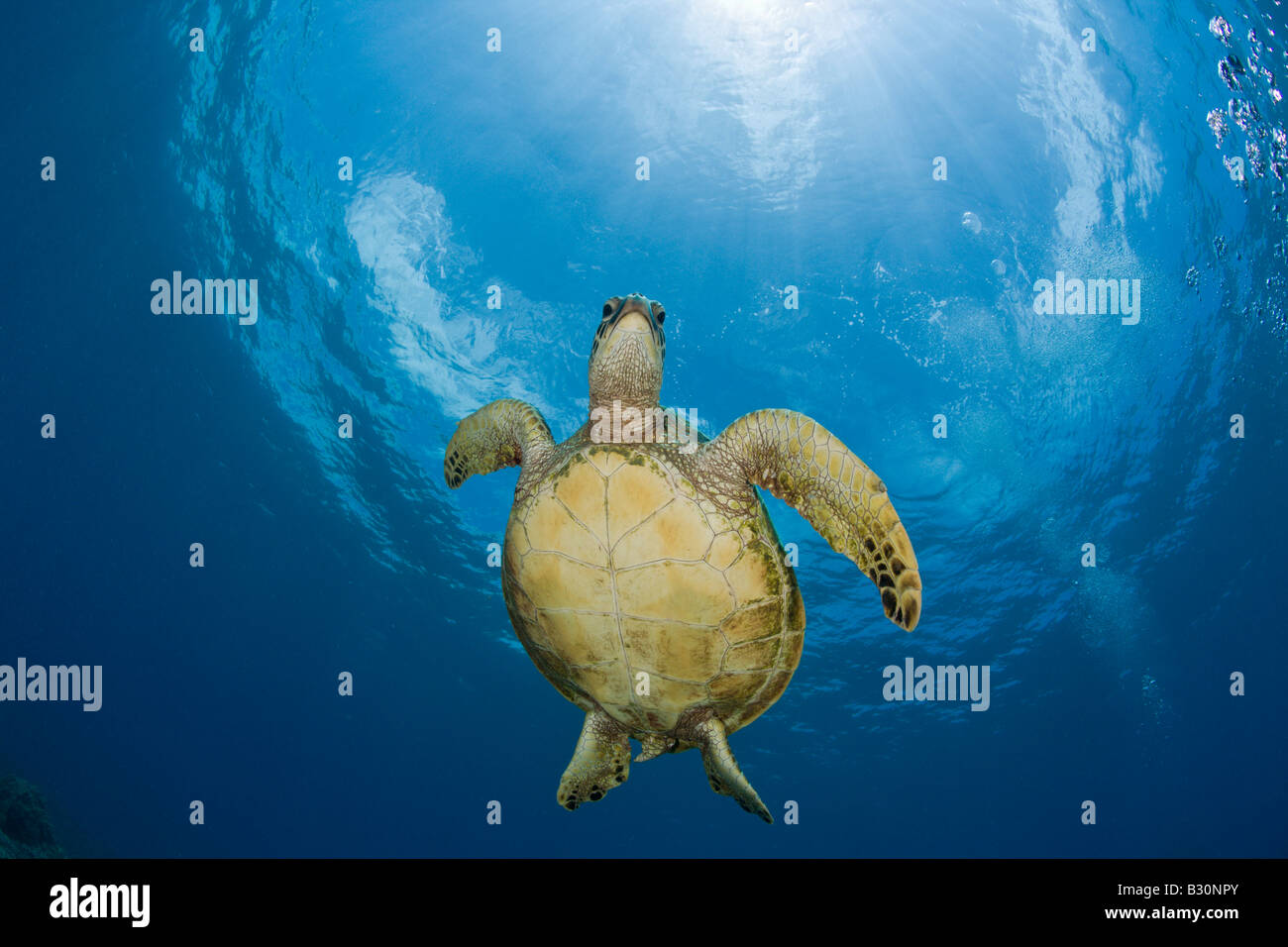 Grüne Schildkröte Chelonia Mydas Marshallinseln Bikini Atoll Mikronesien Pazifischen Ozean Stockfoto