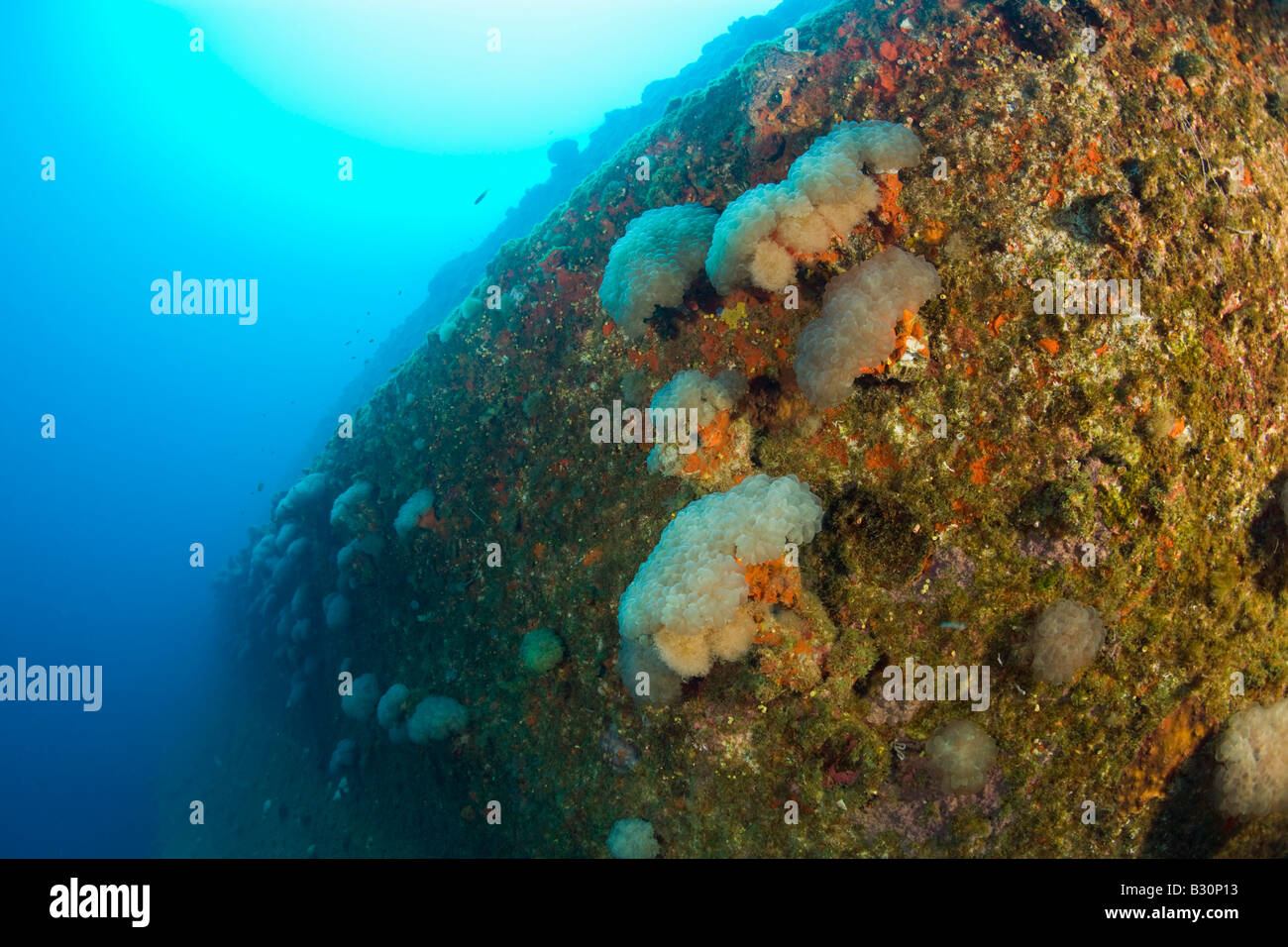 Blase Korallen am Wrack HIJMS Nagato Schlachtschiff Marshallinseln Bikini Atoll Mikronesien Pazifischen Ozean Stockfoto