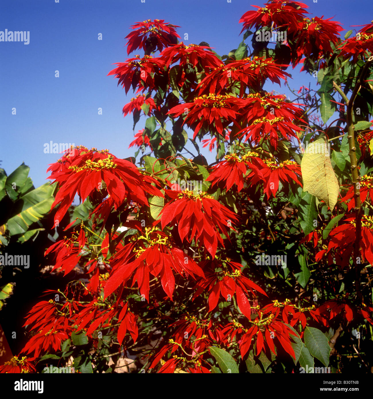 Weihnachtsstern kanaren -Fotos und -Bildmaterial in hoher Auflsung  Alamy