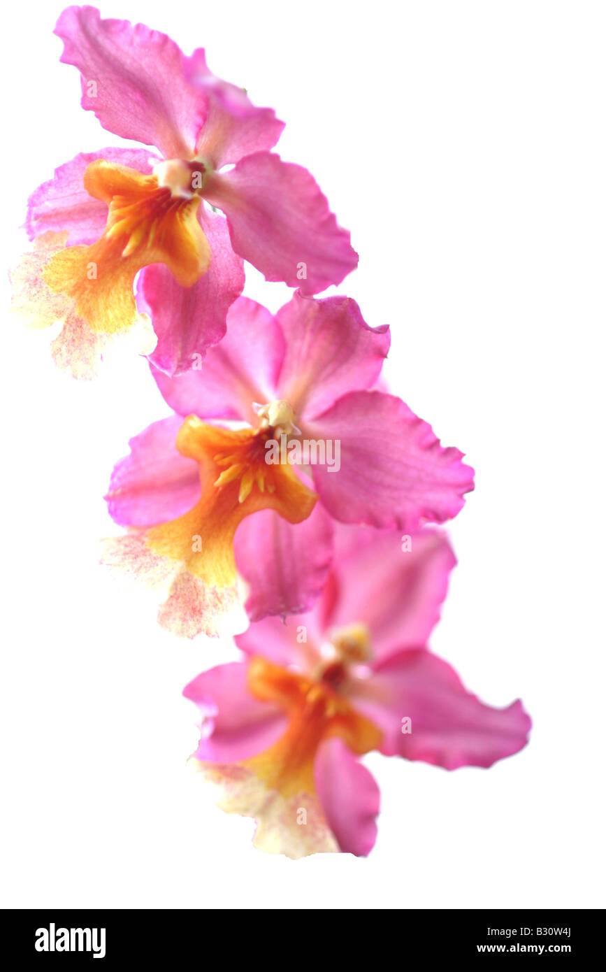 tropische Orchideen Stockfoto