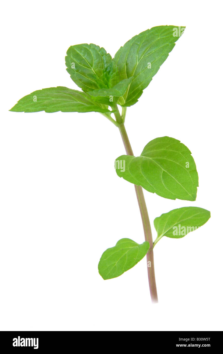 Mentha X piperita, Pfefferminze Stockfoto