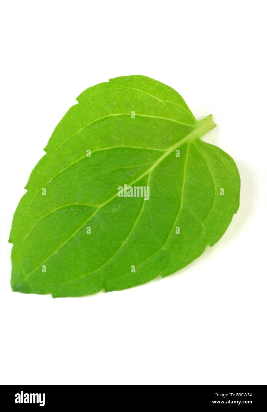 Mentha X piperita, Pfefferminze Stockfoto