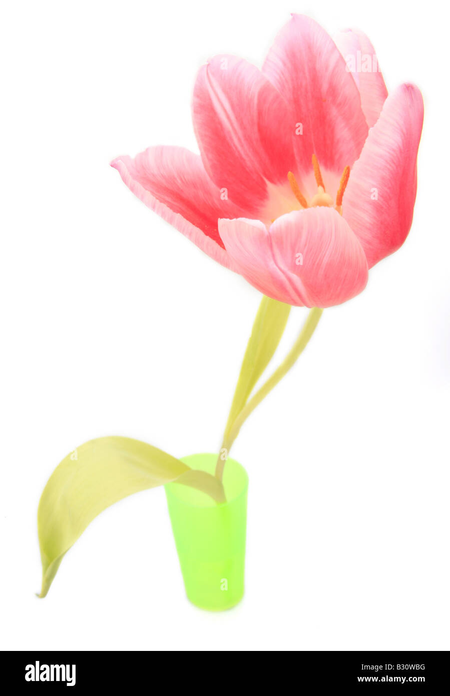 Tulipa spec, Tulpe Stockfoto