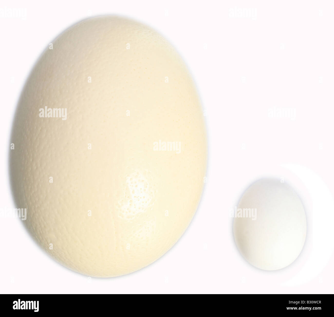 Ei-Größenvergleich von Strauß (größte Ei der Welt) und Hausgeflügel Stockfoto
