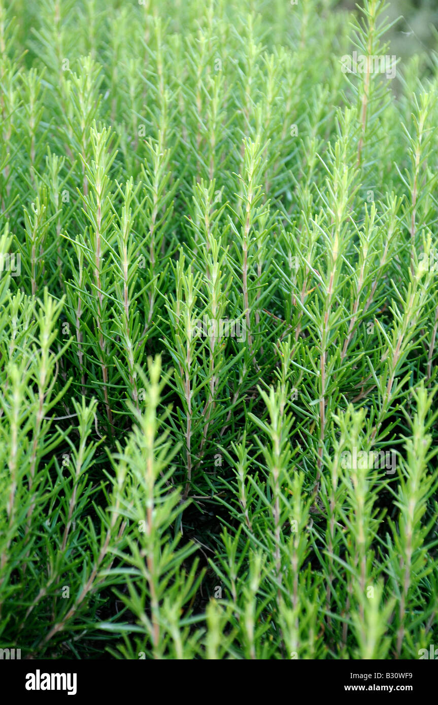 BEREICH DER WACHSENDEN ROSMARIN Stockfoto