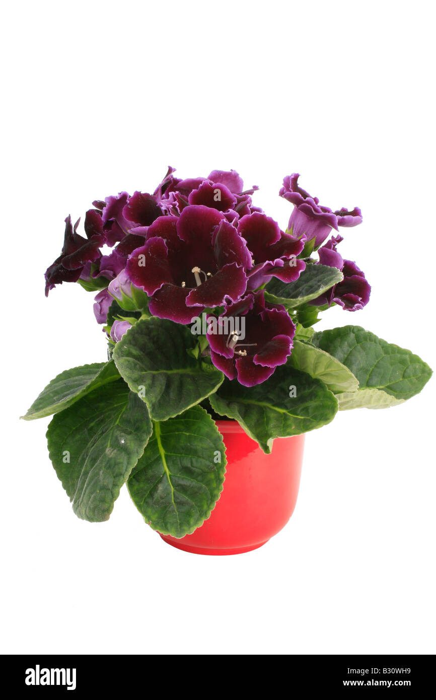 Sinningia Speciosa-hybrid Stockfoto