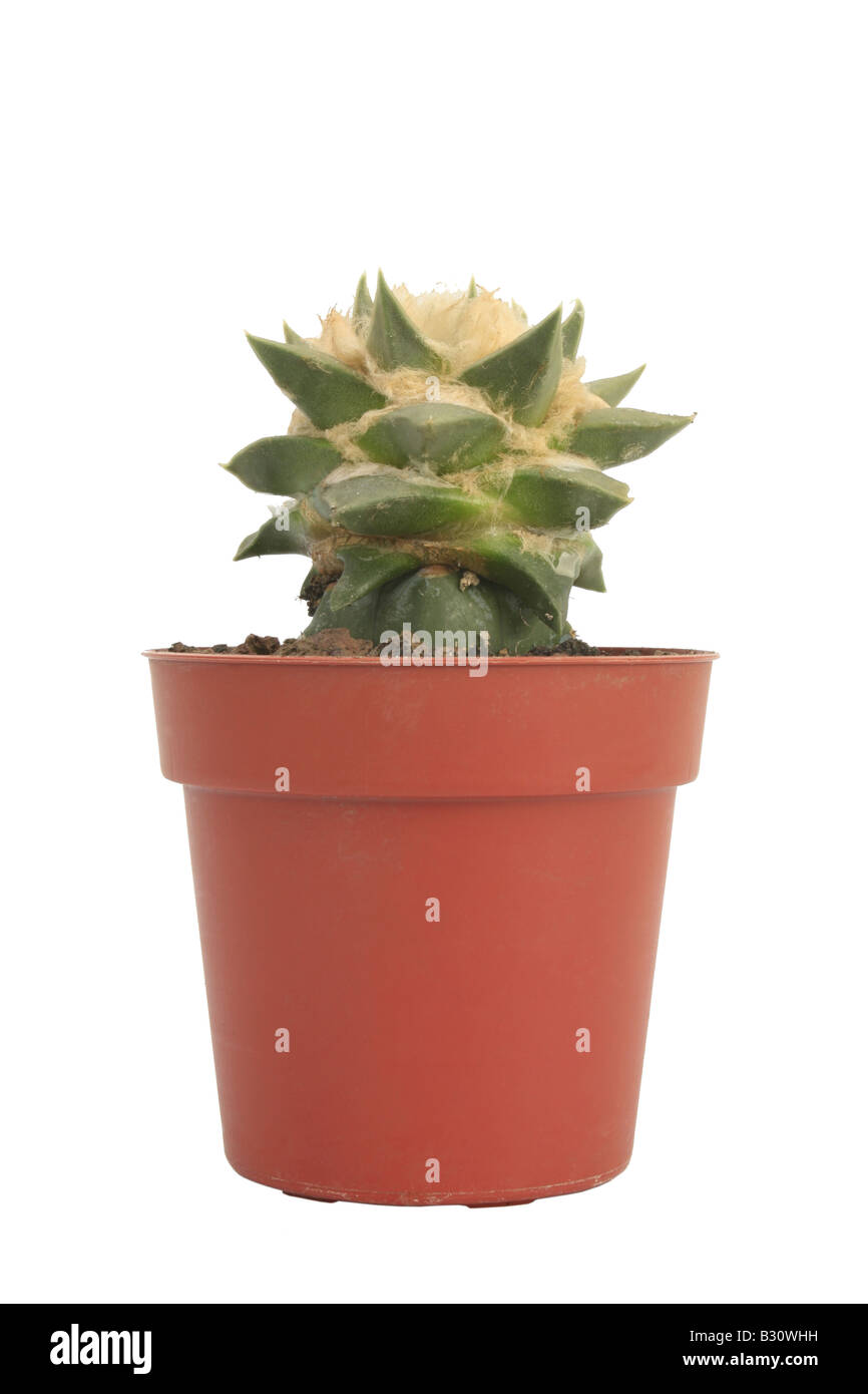 Ariocarpus Trigonus, Ariocarpus Retusus SSP Trigonus, trocknen Whiskey, False Peyote, falschen Peyotl, Living Rock, Star Kaktus Stockfoto