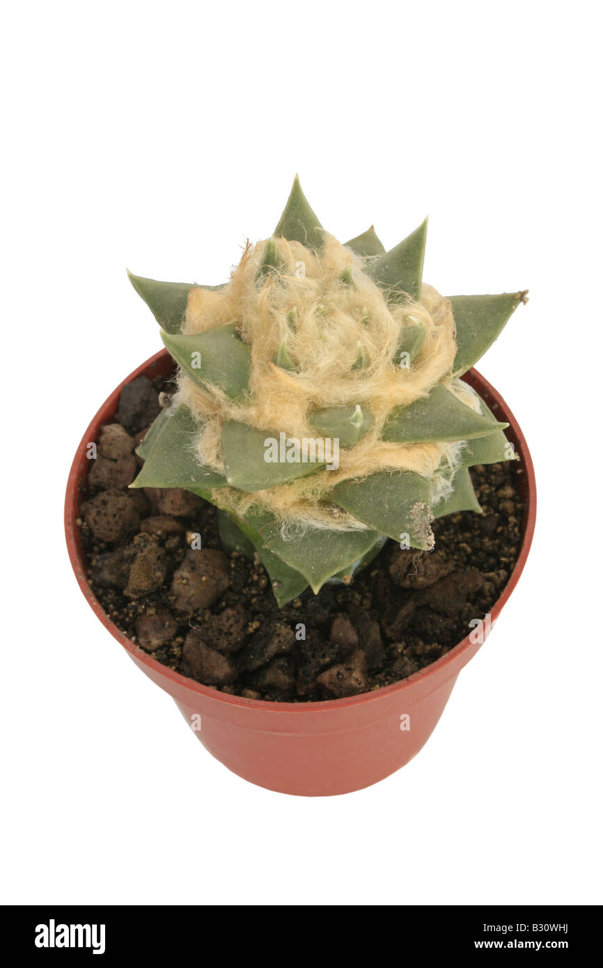 Ariocarpus Trigonus, Ariocarpus Retusus SSP Trigonus, trocknen Whiskey, False Peyote, falschen Peyotl, Living Rock, Star Kaktus Stockfoto