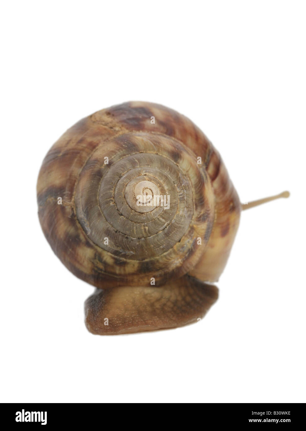 Achatina Fulica, riesigen afrikanischen Schnecke, riesigen afrikanischen Land Schnecke Stockfoto