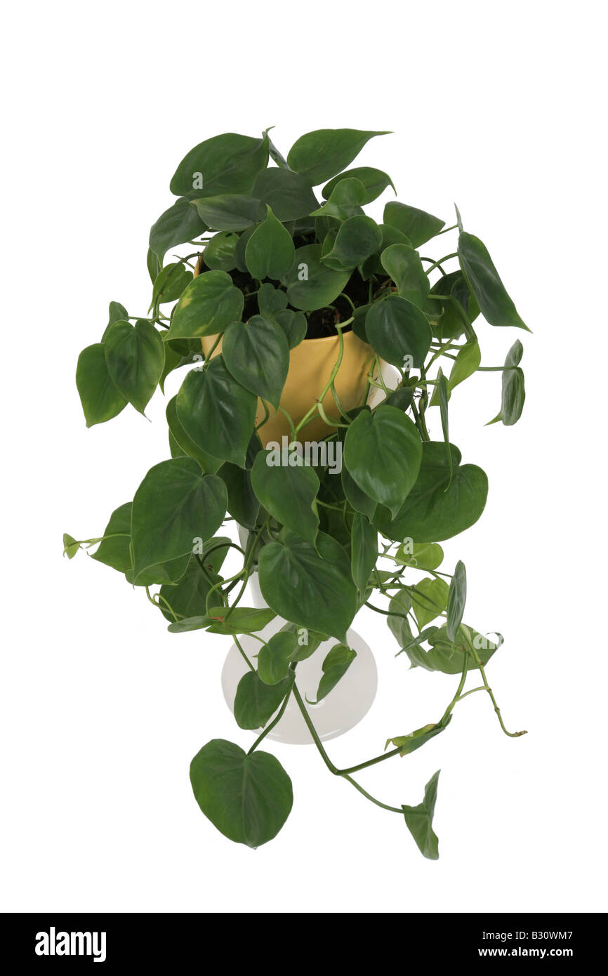 Philodendron Scandens, Hartleaf Philodendron Stockfoto