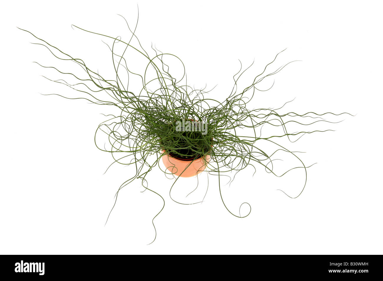 Juncus spiralis -Fotos und -Bildmaterial in hoher Auflsung  Alamy
