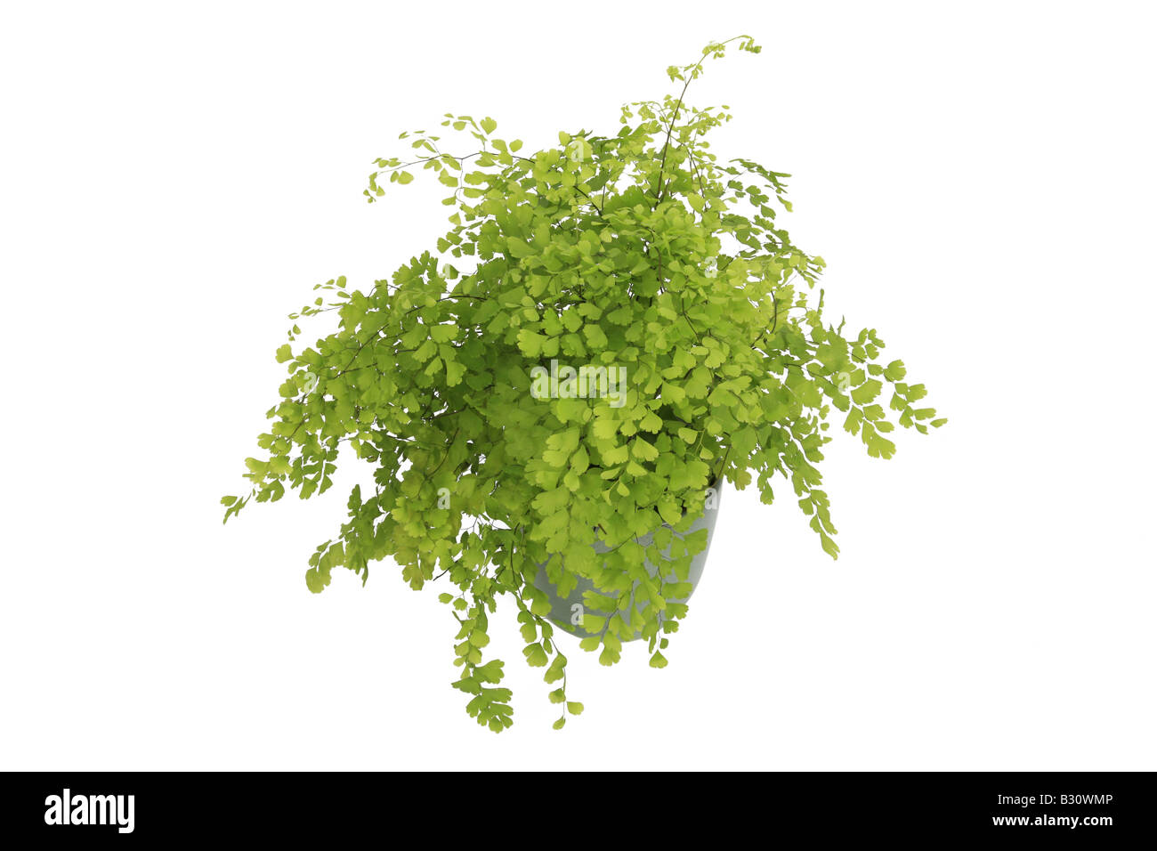 Venushaarfarns Raddianum, Venushaarfarns Cuneatum, Delta-tausend, tausend Farn Delta Stockfoto