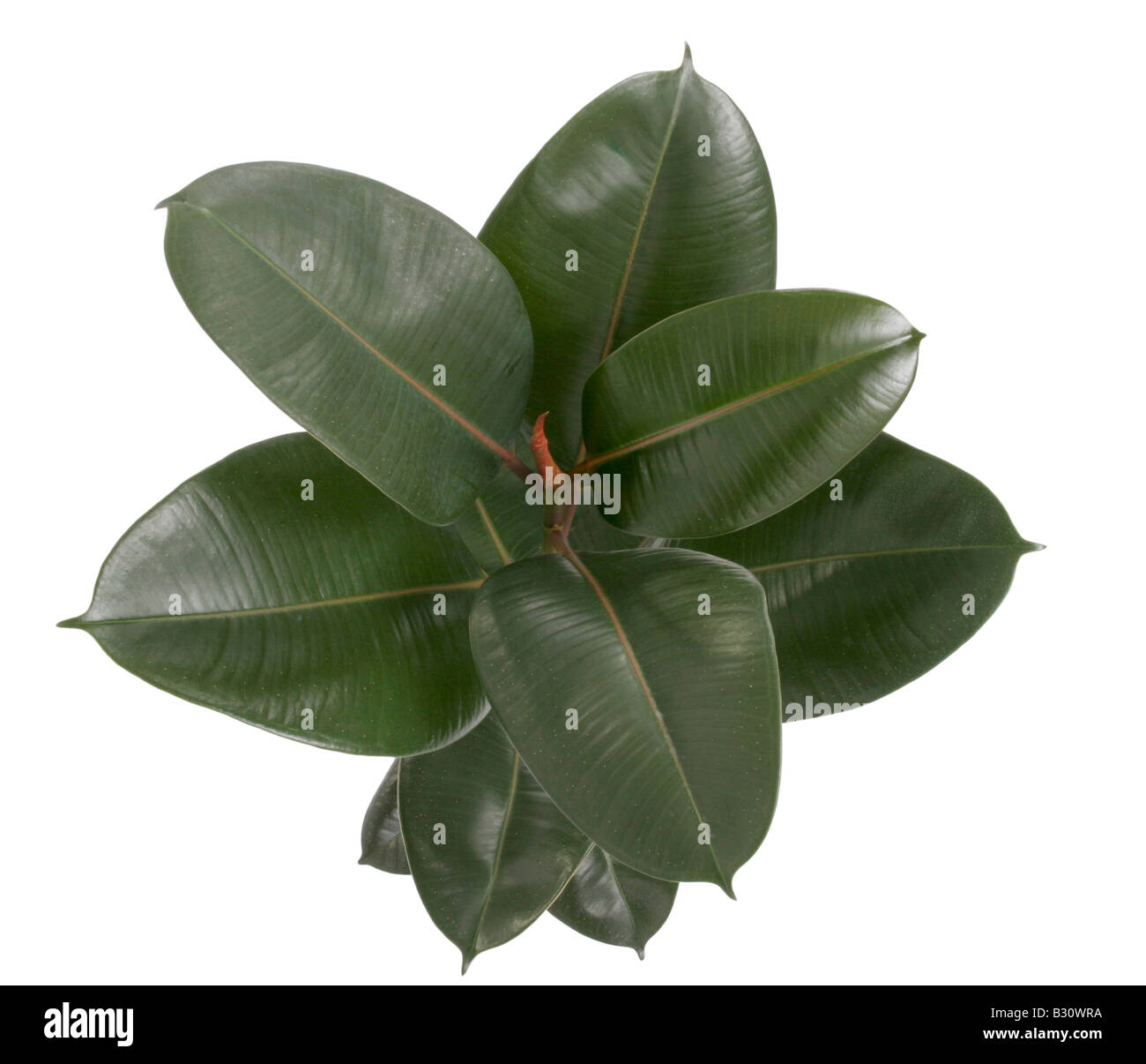 Ficus Elastica, Gummibaum Indian, Gummibaum Stockfoto