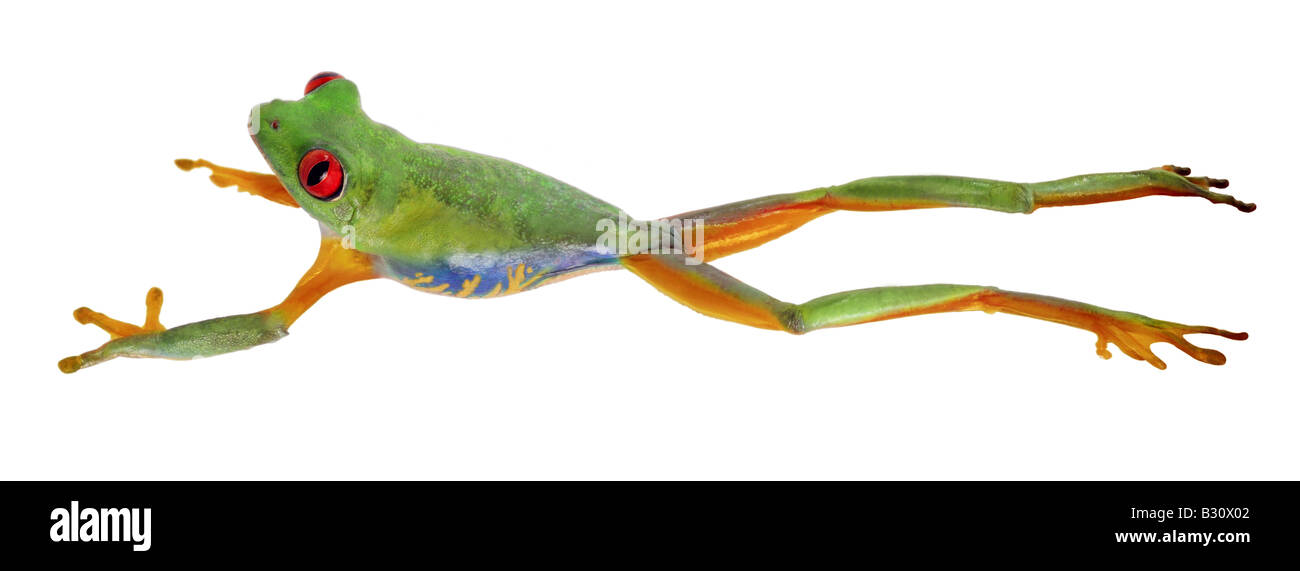 Agalychnis Callidryas, rotäugigen Baumfrosch, redeyed Treefrog, Redeye Treefrog, Treefrog rote Augen, rote Augen Frosch Stockfoto