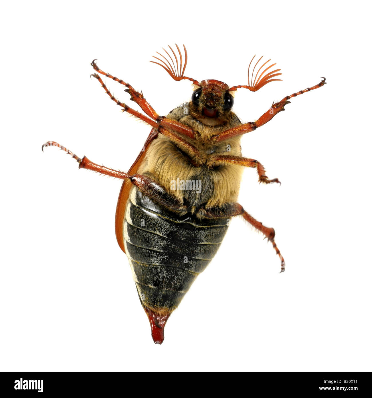 Melolontha Melolontha, gemeinsame Maikäfer, Maikäfer Stockfoto