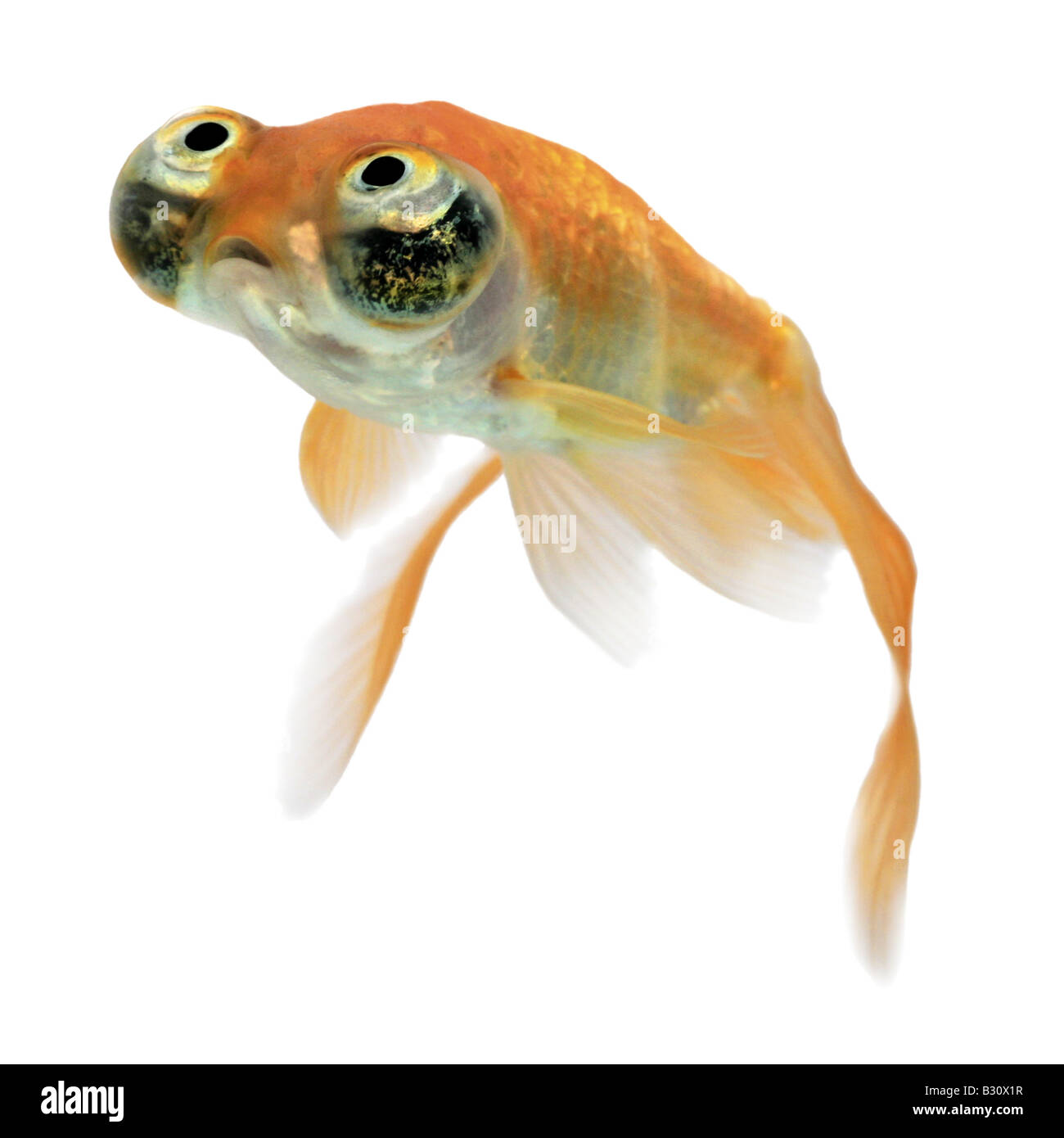 Carassius Auratus, Goldfische, Karpfen, Celestial, Himmelsauge Goldfisch, Celestial Stockfoto