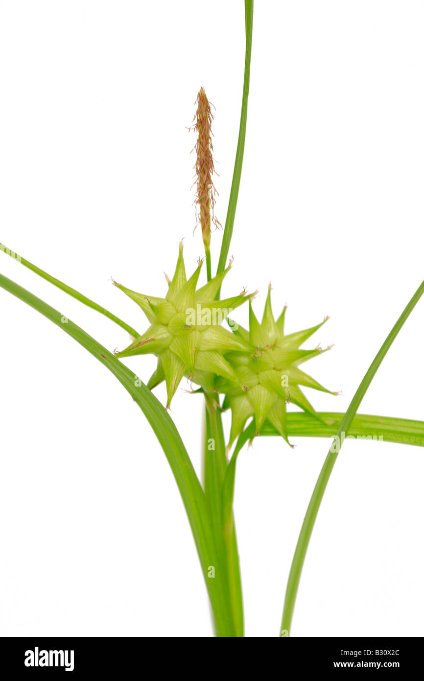 Carex Grayi, Morgenstern, Asa graue Segge Stockfoto