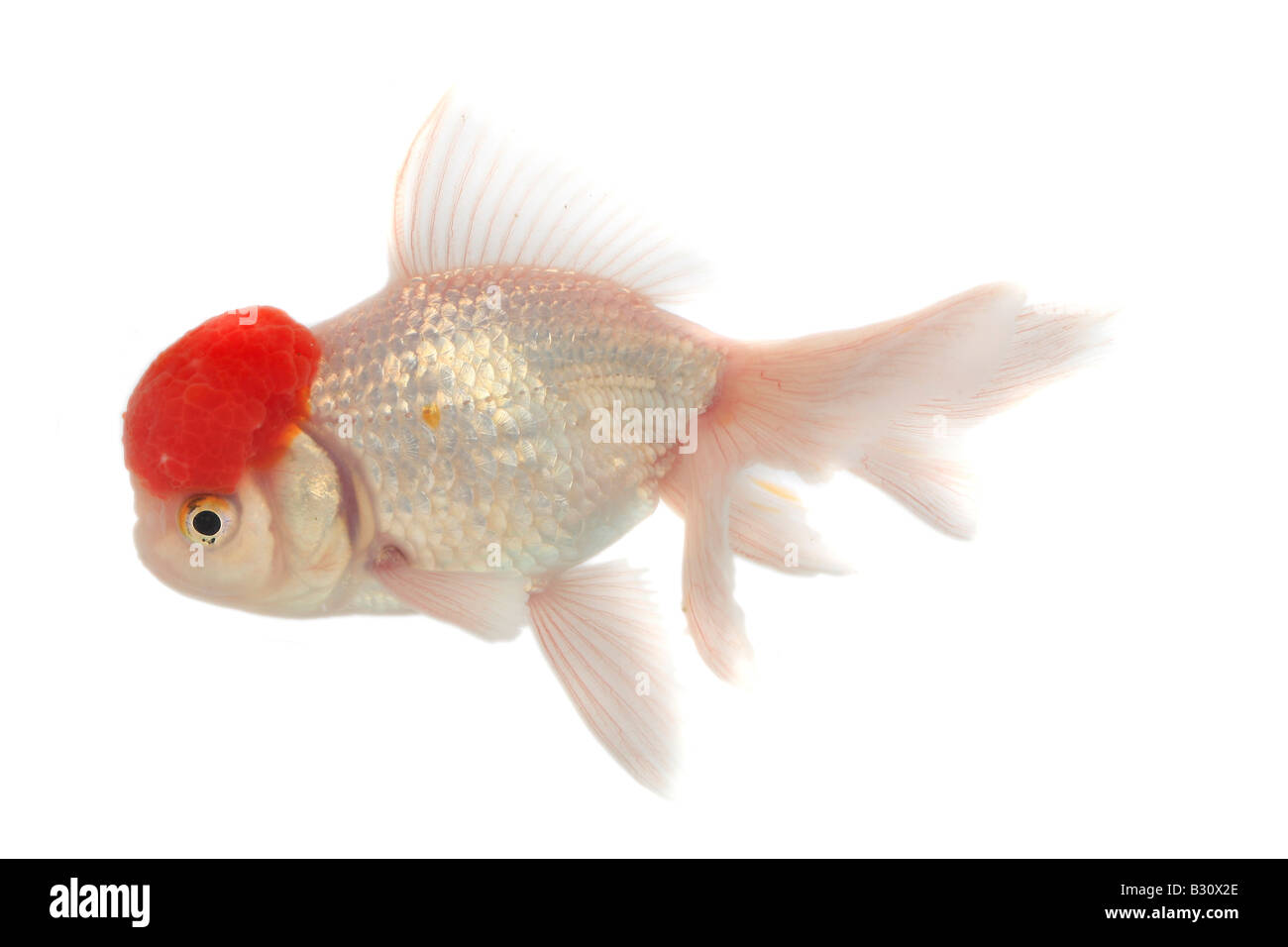 Shishigashira, Schleierschwanz, Carassius Auratus Auratus, Goldfische, Karpfen, Shishigashira, Fantail, weiße Oranda mit roter Kappe, Stockfoto