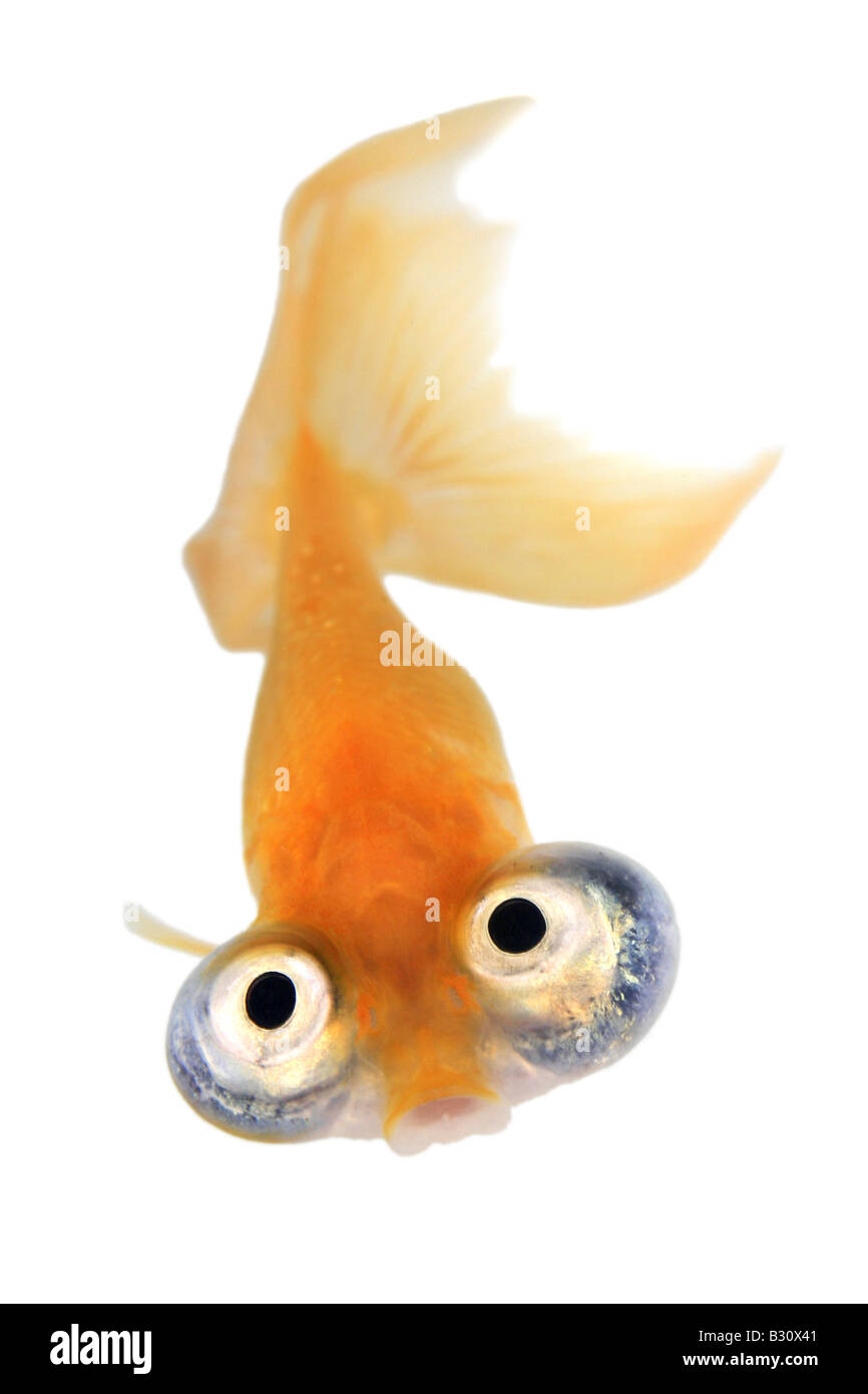 Carassius Auratus, Goldfische, Karpfen, Celestial, Himmelsauge Goldfisch, Celestial Stockfoto