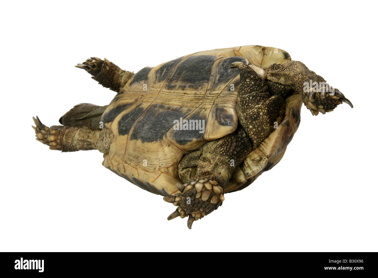 Testudo Hermanni Boettgeri, Hermanns Schildkröte, Griechische Schildkröte Boettgers Schildkröte Stockfoto