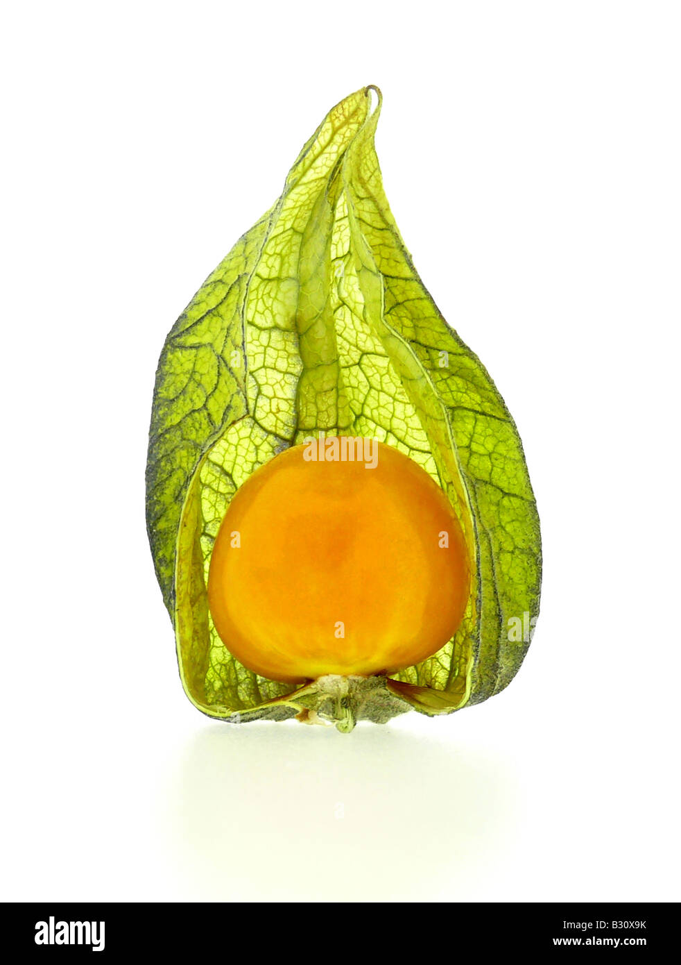 Physalis Peruviana, Stachelbeere, peruanischen Boden-Kirsche Stockfoto