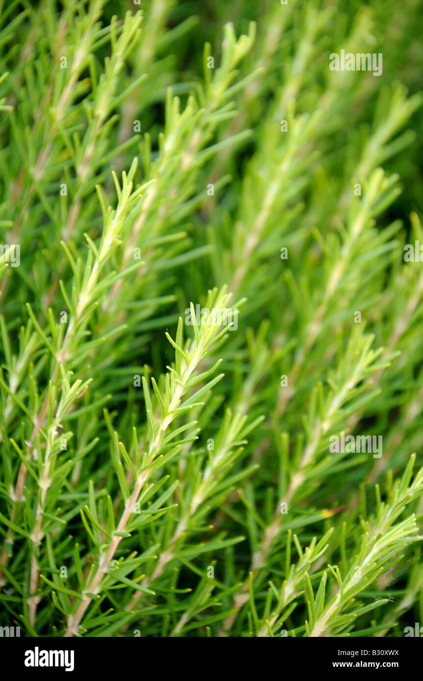 BEREICH DER WACHSENDEN ROSMARIN Stockfoto