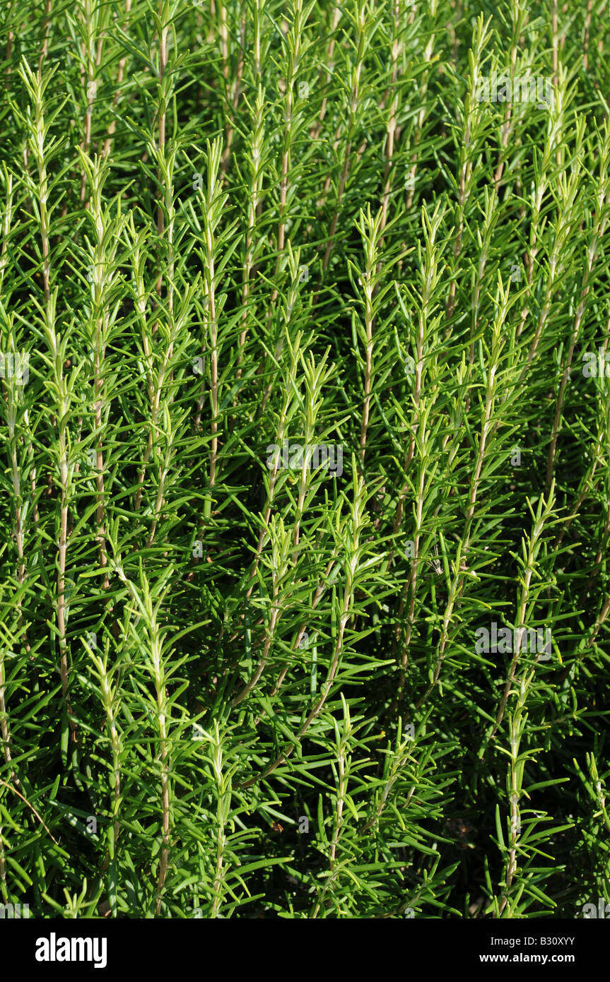 BEREICH DER WACHSENDEN ROSMARIN Stockfoto
