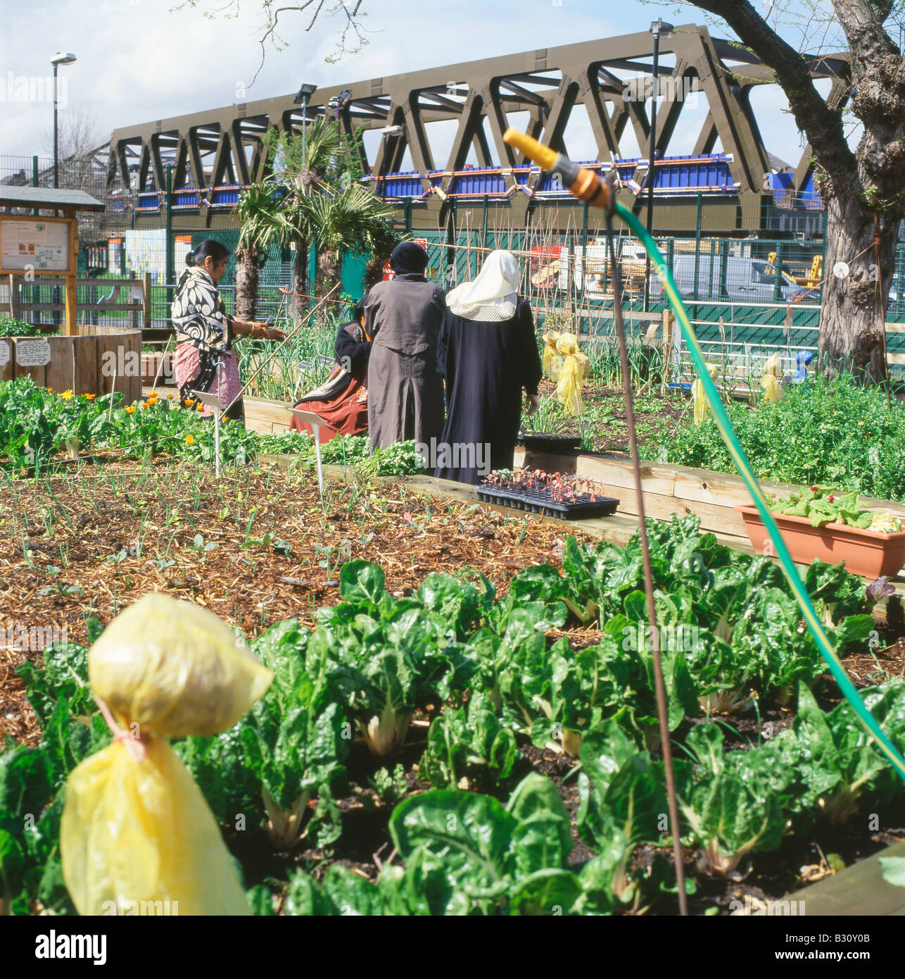 Muslimische Frauen in einer kleinen Gemeinschaft Garten Gartenarbeit in der Nähe von Brick Lane East End London UK KATHY DEWITT Stockfoto