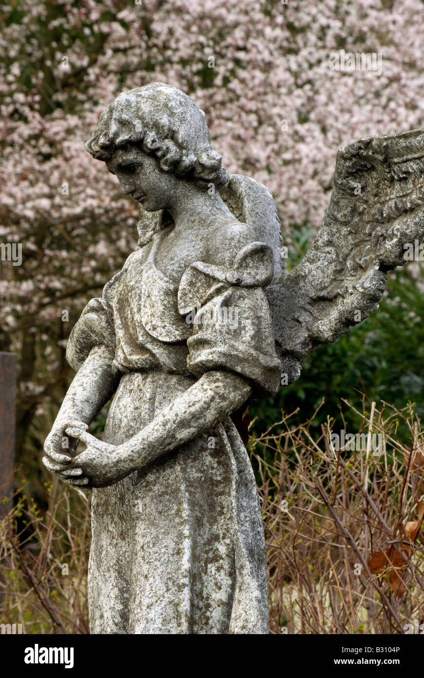 verwitterte Engel Skulptur stehend vor dem Hintergrund einer Kirschblüte Stockfoto