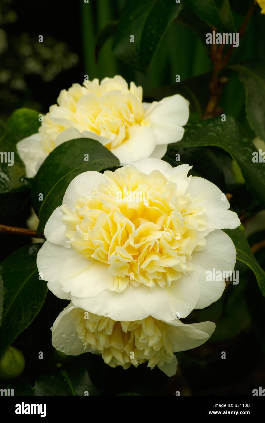 Camellia Japonica L Gwennet Morey gelb Stockfoto