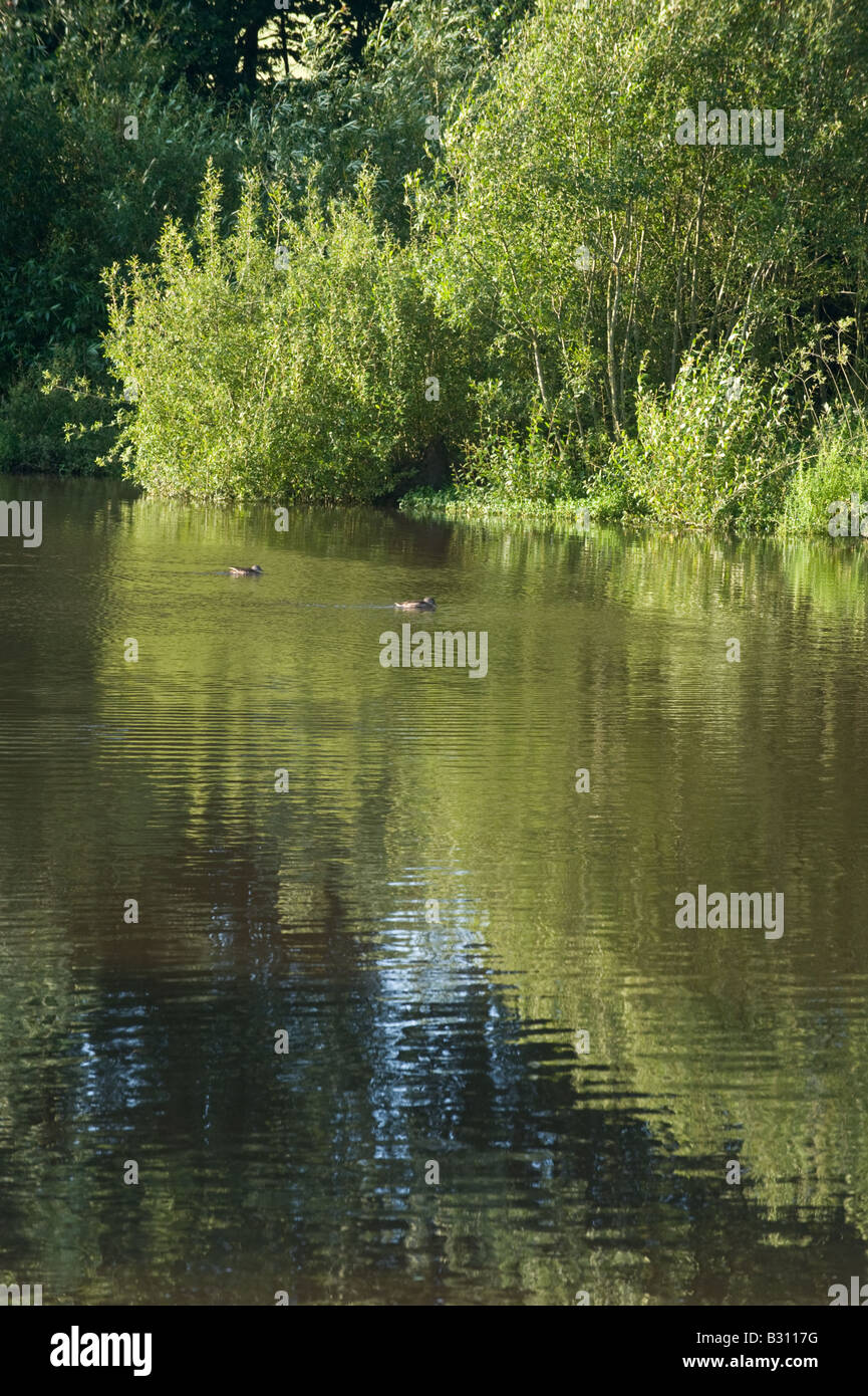 Adel Dam Nature Reserve Yorkshire Wildlife Trust Leeds West Yorkshire August Stockfoto