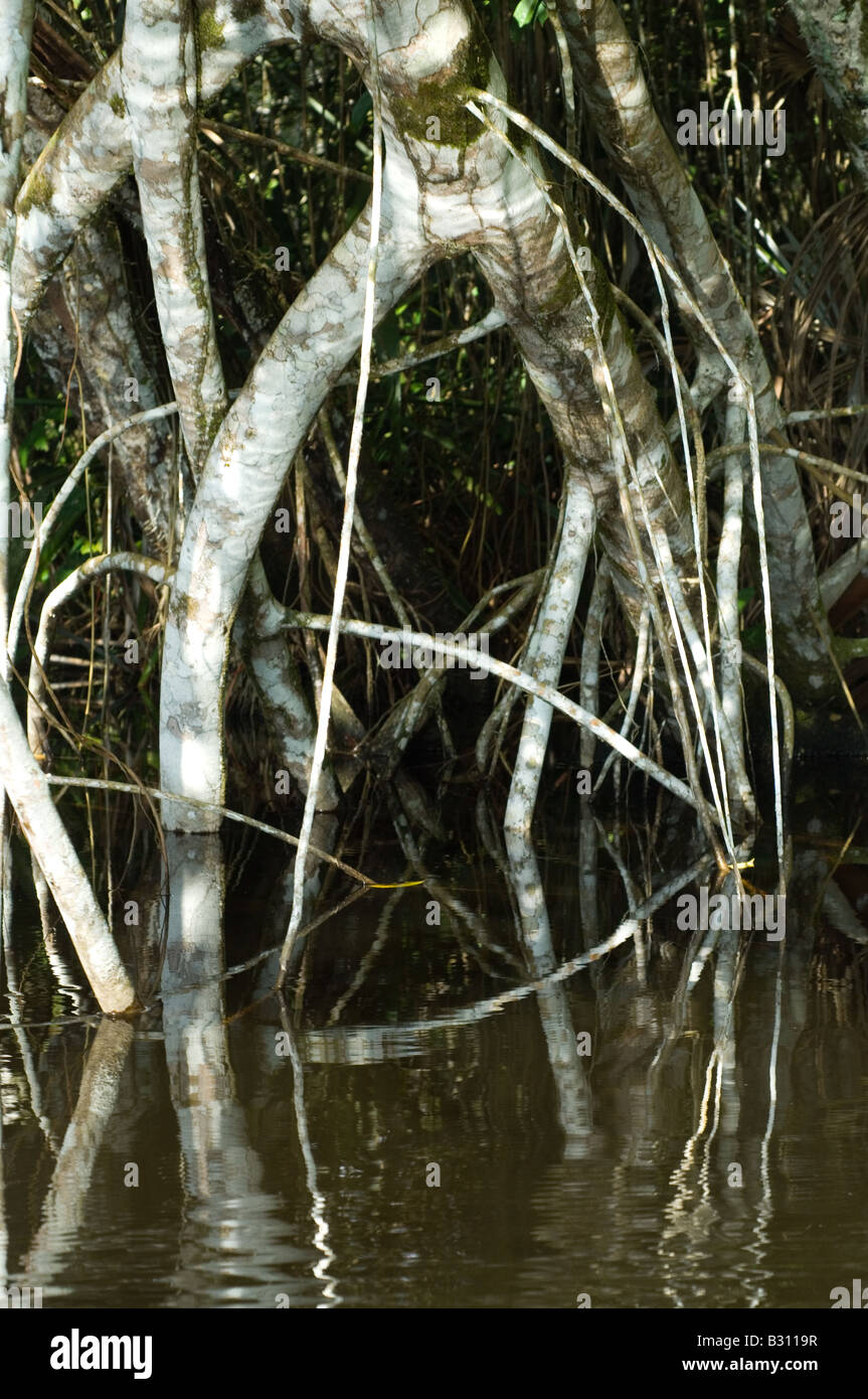 Falsche Mangroven (Conocarpus Erectus) Baumwurzeln Igapo Regenwald Amazonas-Ecuador Mai Stockfoto