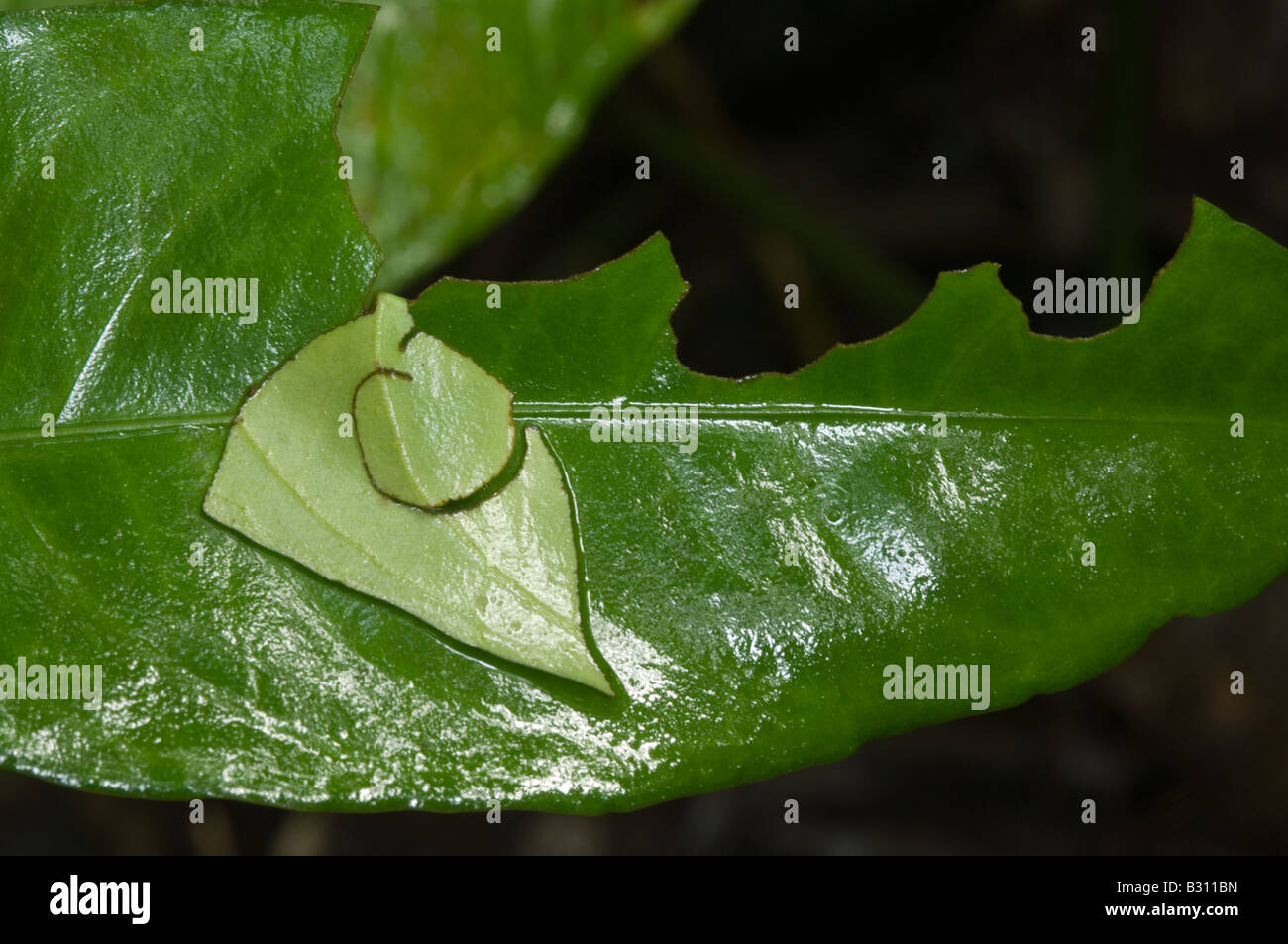 Aphelandra Aurantiaca Blatt beschädigt durch Blatt Schneiden Ameise Atta Cephalotes Igapo Amazonas-Regenwald Ecuador Südamerika Mai Stockfoto