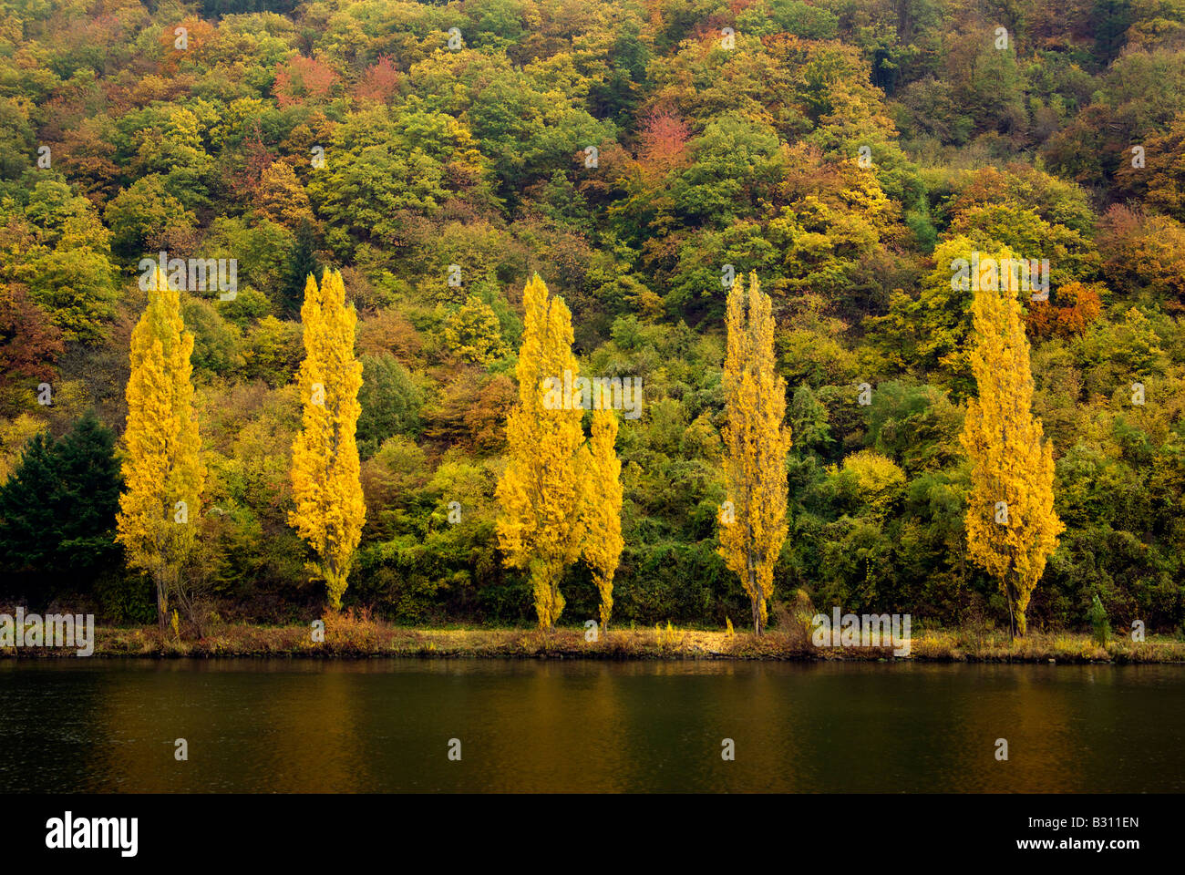 LombardeiPappeln im Herbst mit gelben Blättern auf der Mosel Mosel RheinlandPfalz in der Nähe