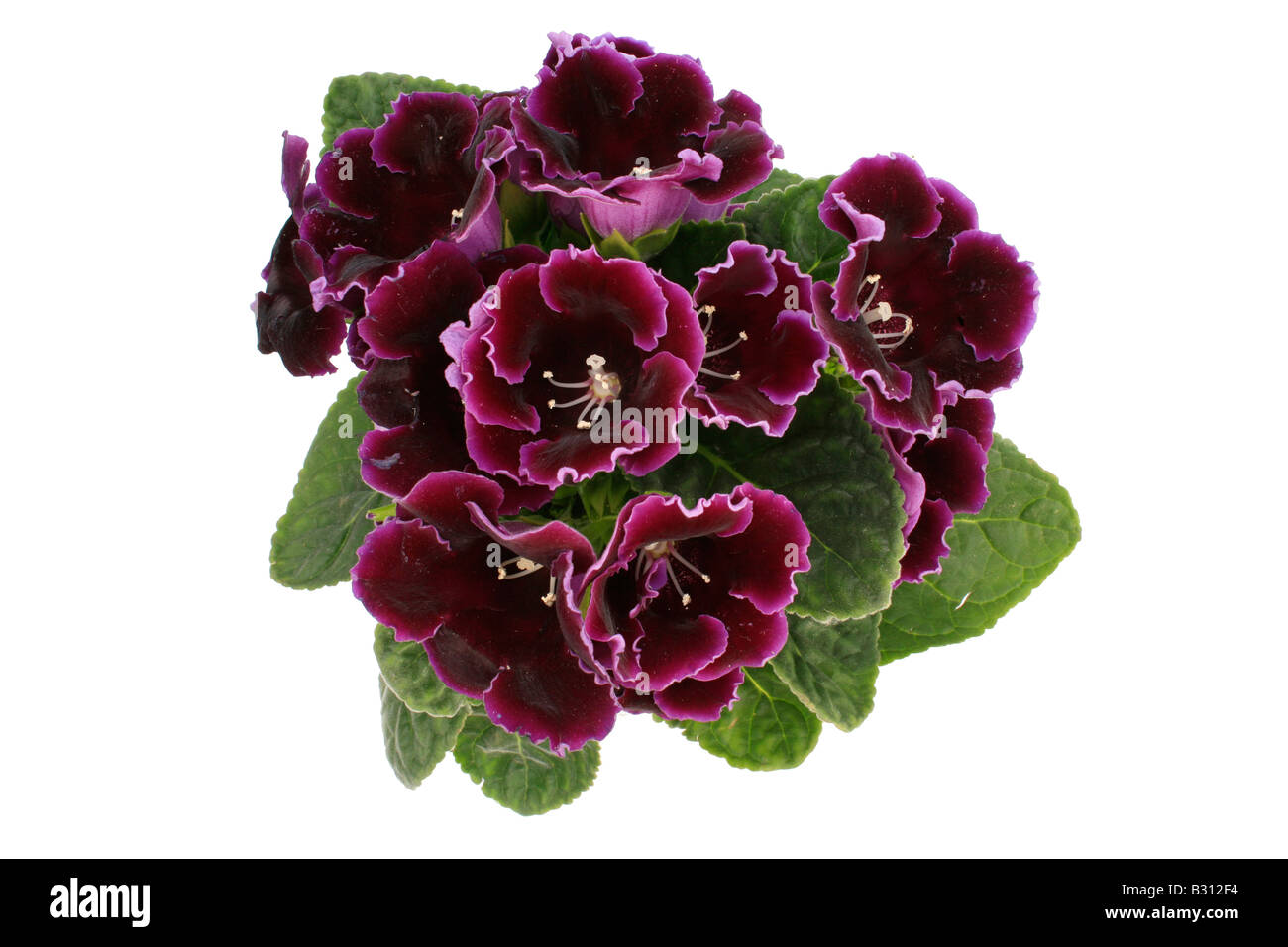 Sinningia Speciosa-hybrid Stockfoto