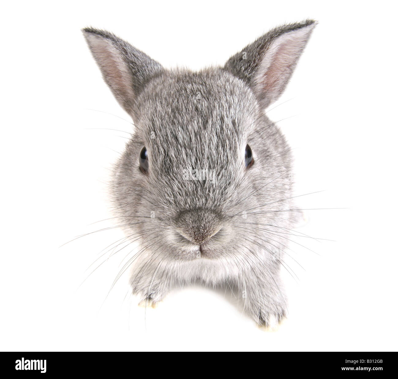 Oryctolagus Cuniculus F. Domestica, Hauskaninchen Stockfoto
