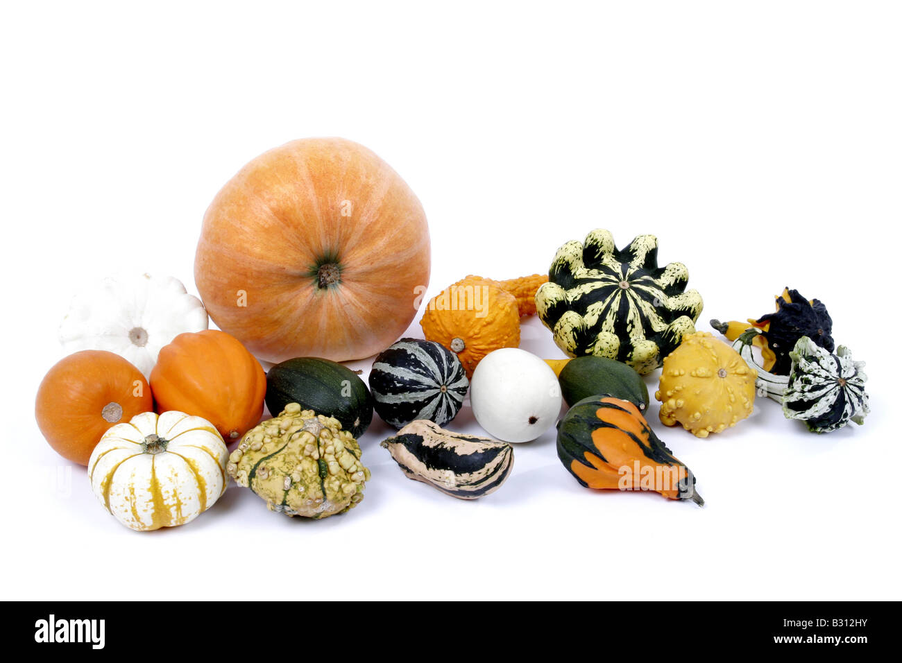 Cucurbita Pepo 'Gele Reuzen', Cucurbita Pepo Convar. Microcarpina, Knochenmark, Feld Kürbis, ornamentale Kürbis Stockfoto