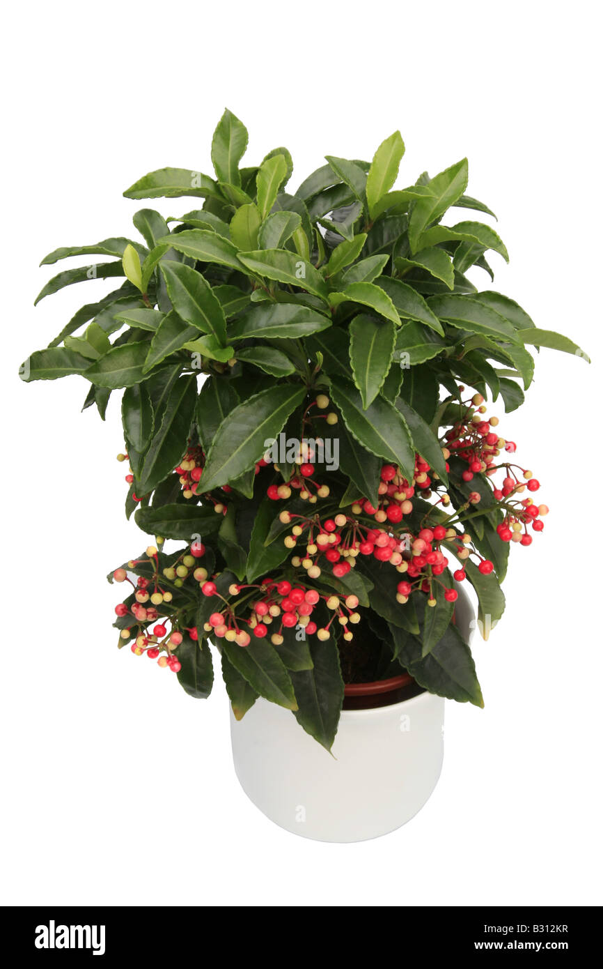 Ardisia Crenata, Korallen Ardisia, Henne Augen, coralberry Stockfoto