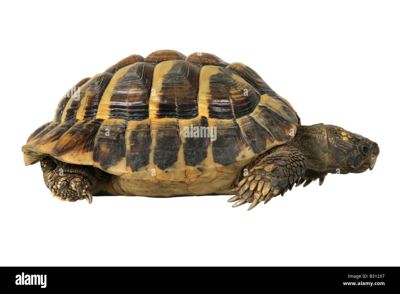 Testudo Hermanni Boettgeri, Hermanns Schildkröte, Griechische Schildkröte Boettgers Schildkröte Stockfoto