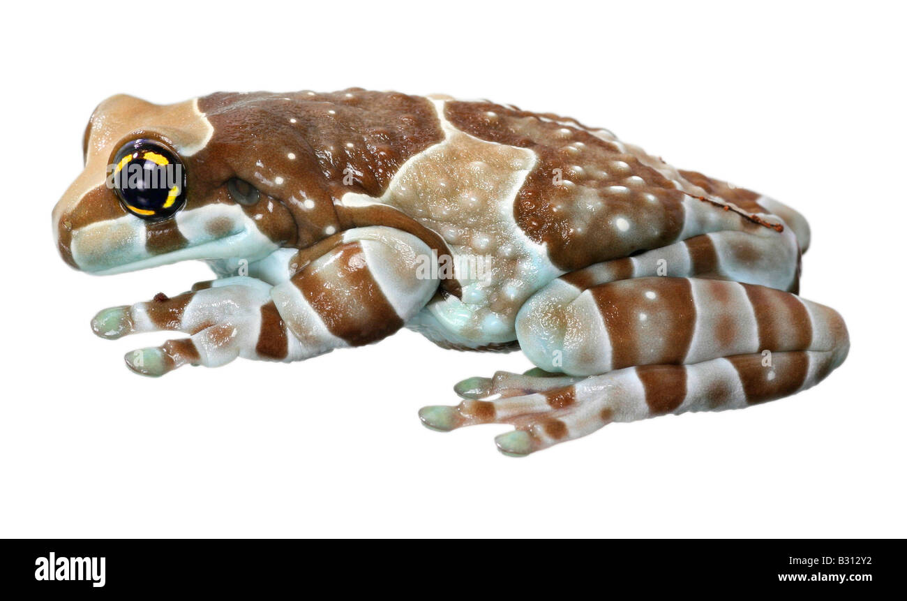 Phrynohyas Resinifictrix, Amazonas Baldachin Frosch Stockfoto