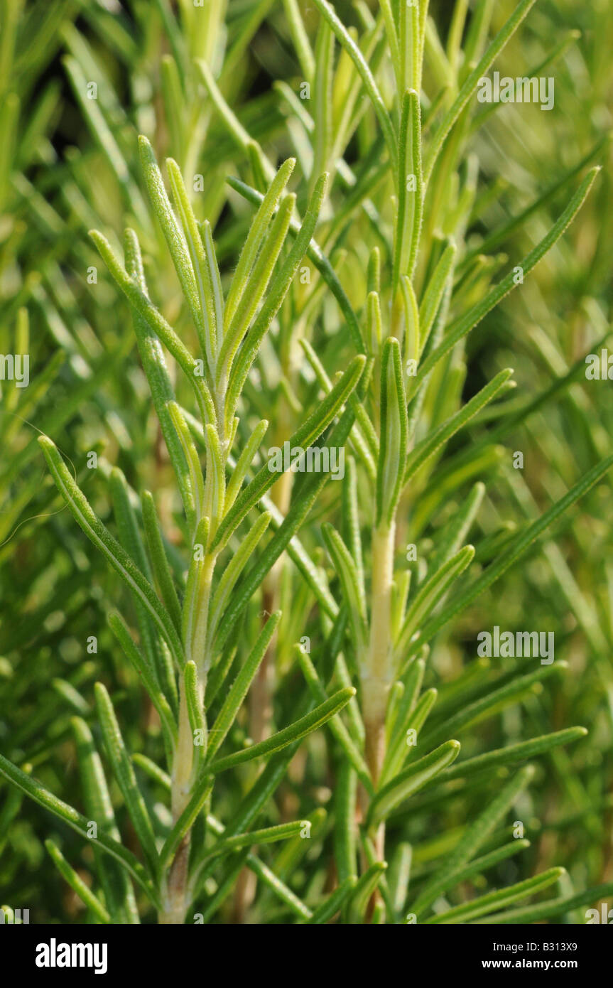 WACHSENDEN ROSMARIN Stockfoto