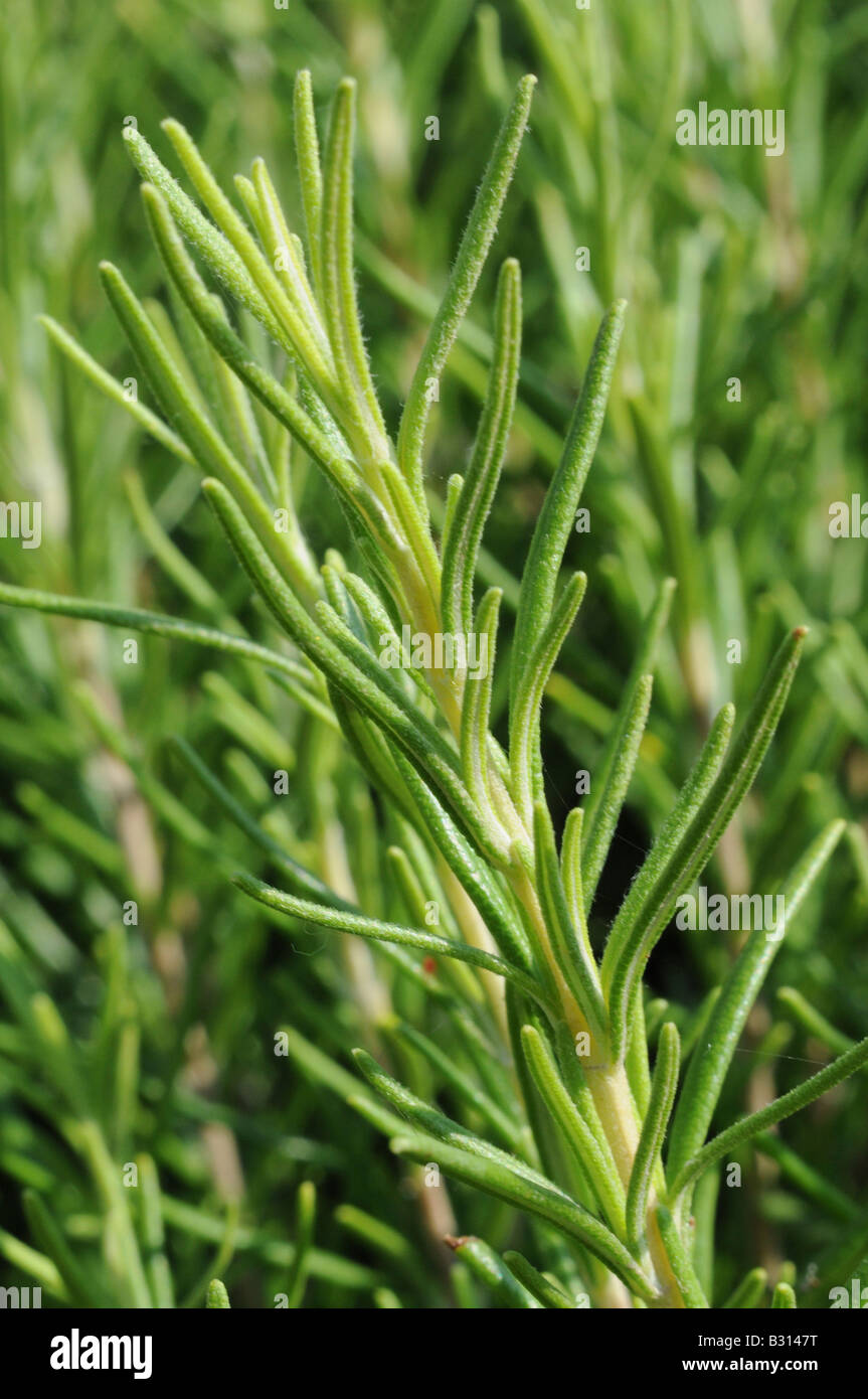 WACHSENDEN ROSMARIN Stockfoto