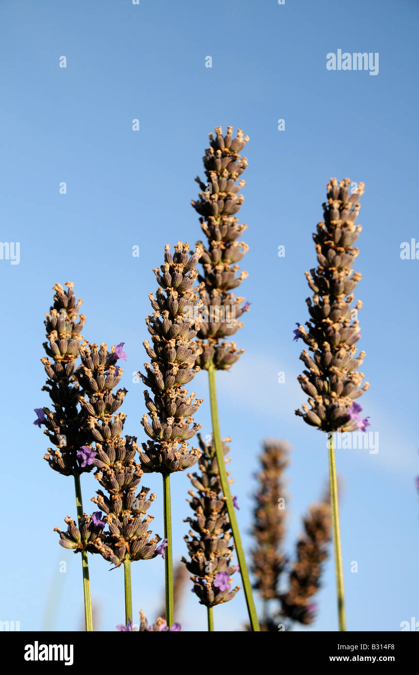 WACHSENDEN LAVENDEL Stockfoto