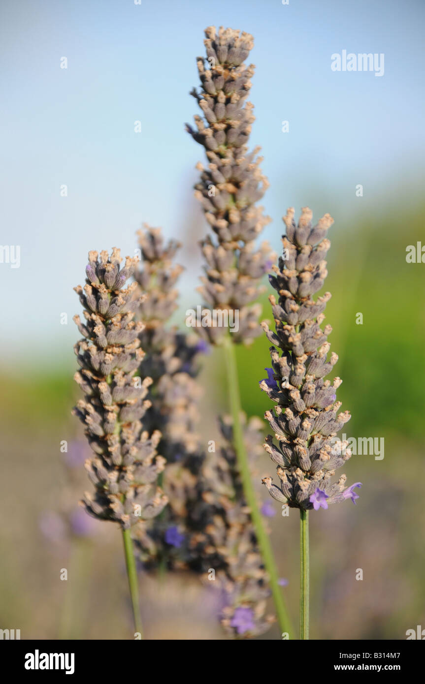 WACHSENDEN LAVENDEL Stockfoto