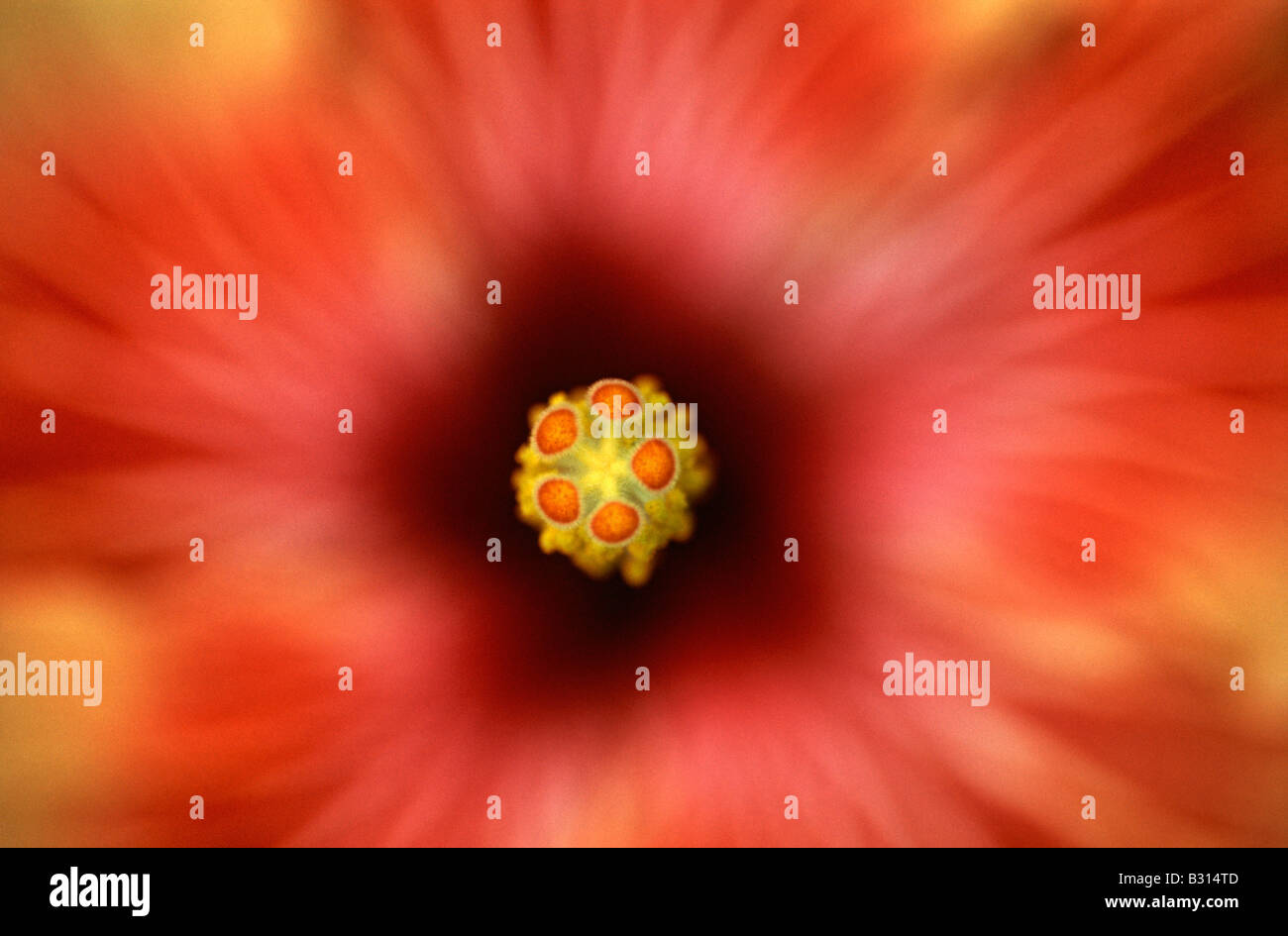 Hibiskus 'Sanseev' Blume Abstrakt Stockfoto