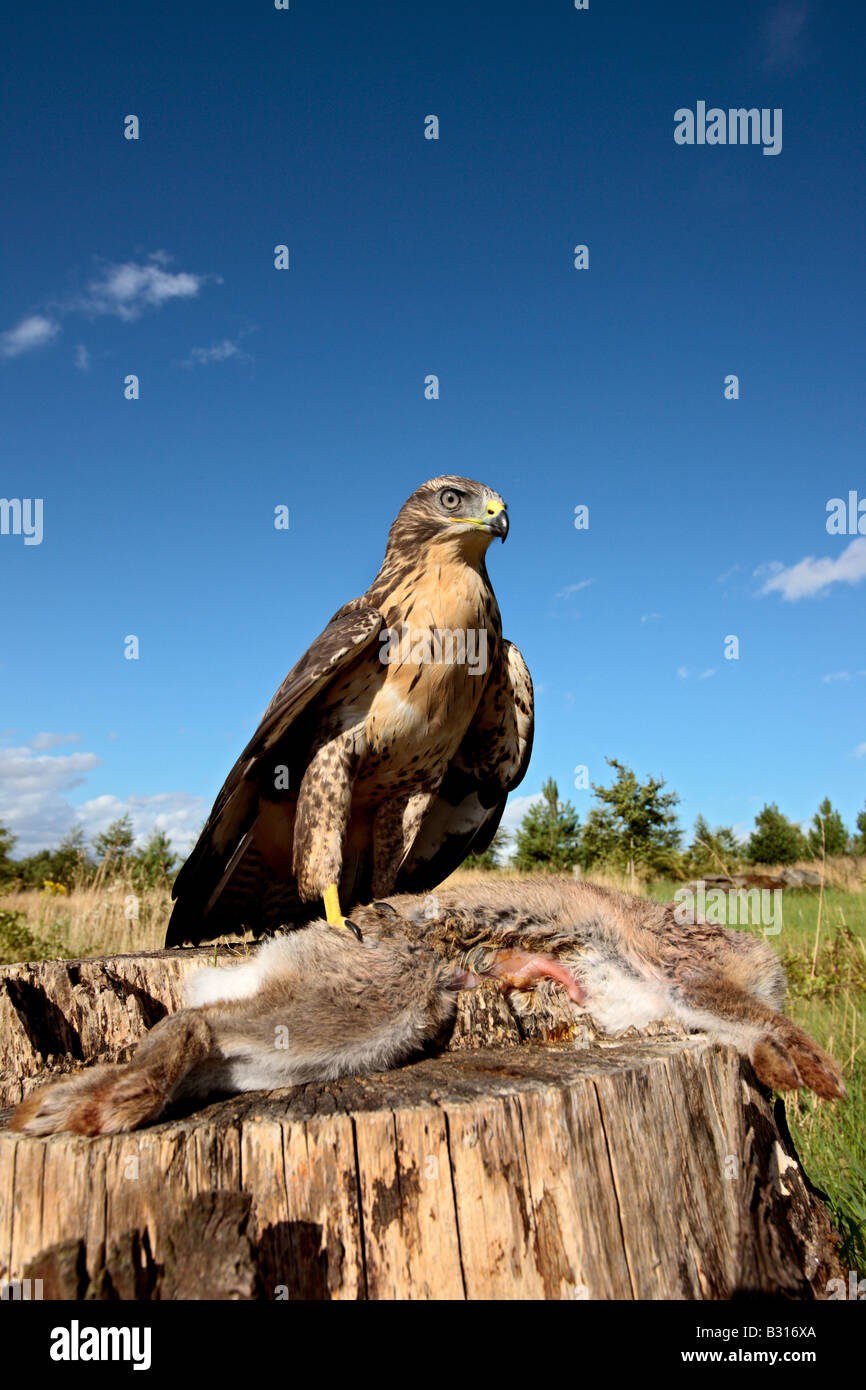 Bussard Buteo Buteo auf Kaninchen Potton Bedfordshire Stockfoto