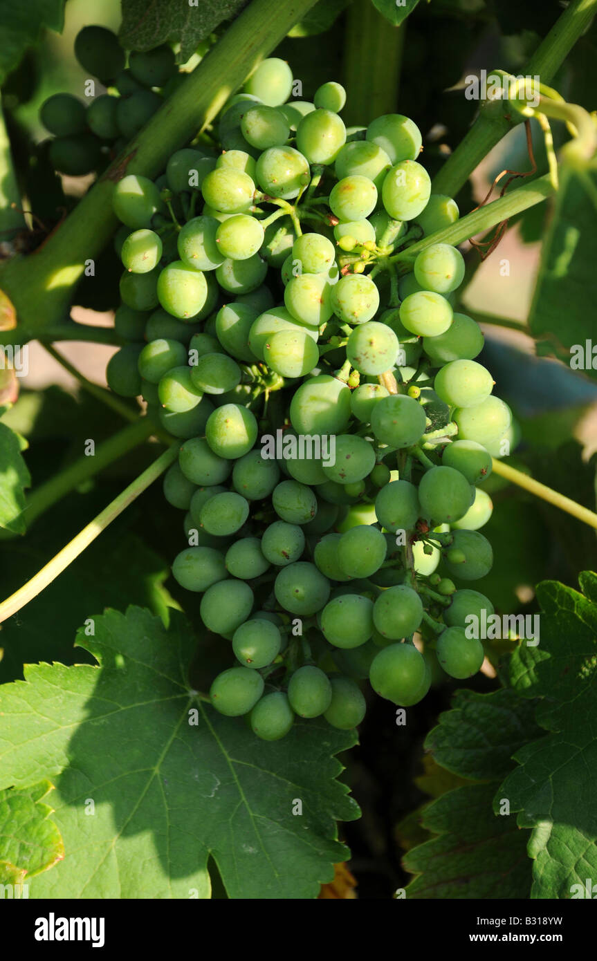 NEUES WACHSTUM WEITER GRAPEVINE Stockfoto
