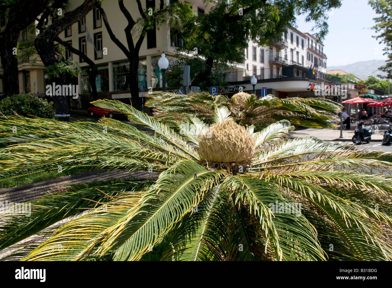 Cycadaceae Cycas Revoluta Sagopalme Stockfoto