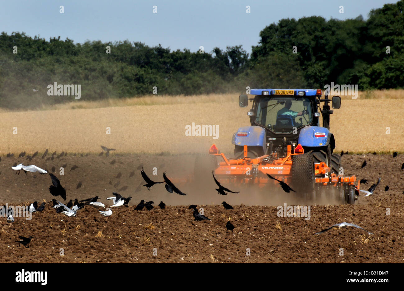 Krähen Krähen und Möwen folgen ein Traktors, wie es Felder pflügen nach der Ernte in der Nähe von Kedington in Suffolk Stockfoto