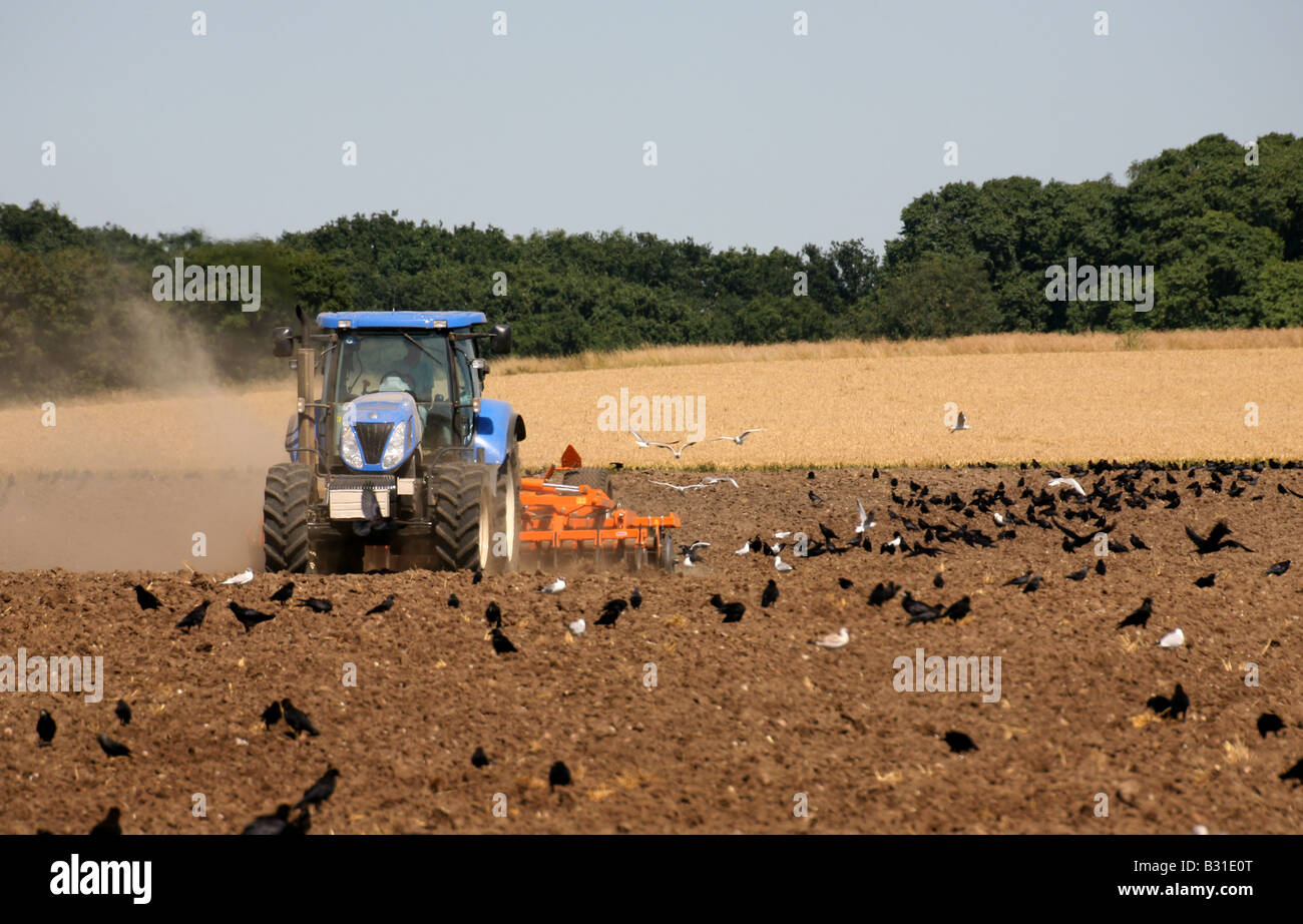 Krähen Krähen und Möwen folgen ein Traktors, wie es Felder pflügen nach der Ernte in der Nähe von Kedington in Suffolk Stockfoto